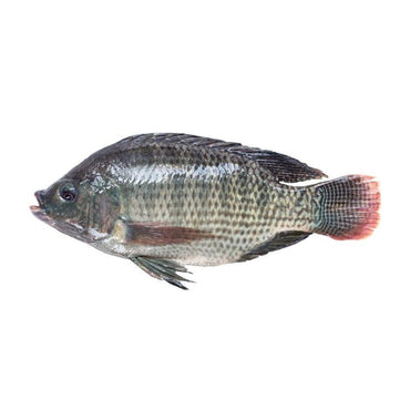 Gutted Scaled Tilapia 500-800gm-SurulereFoods — Frozen Foods — Buy Online UK