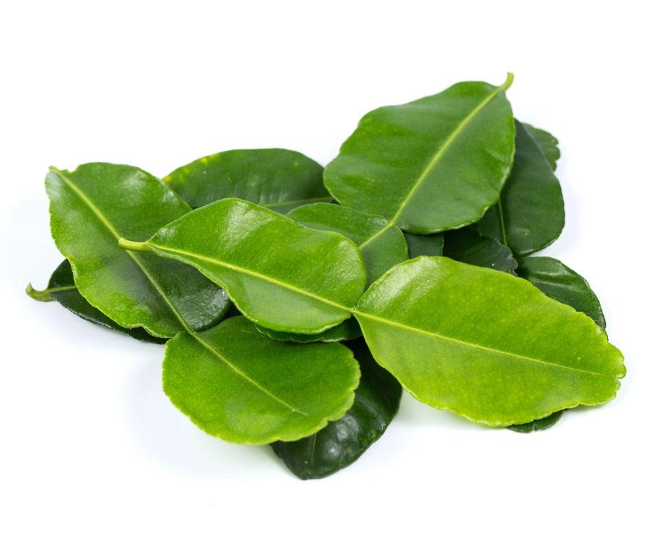Ghana Fresh Kaffir Lime Leaves 15G-SurulereFoods