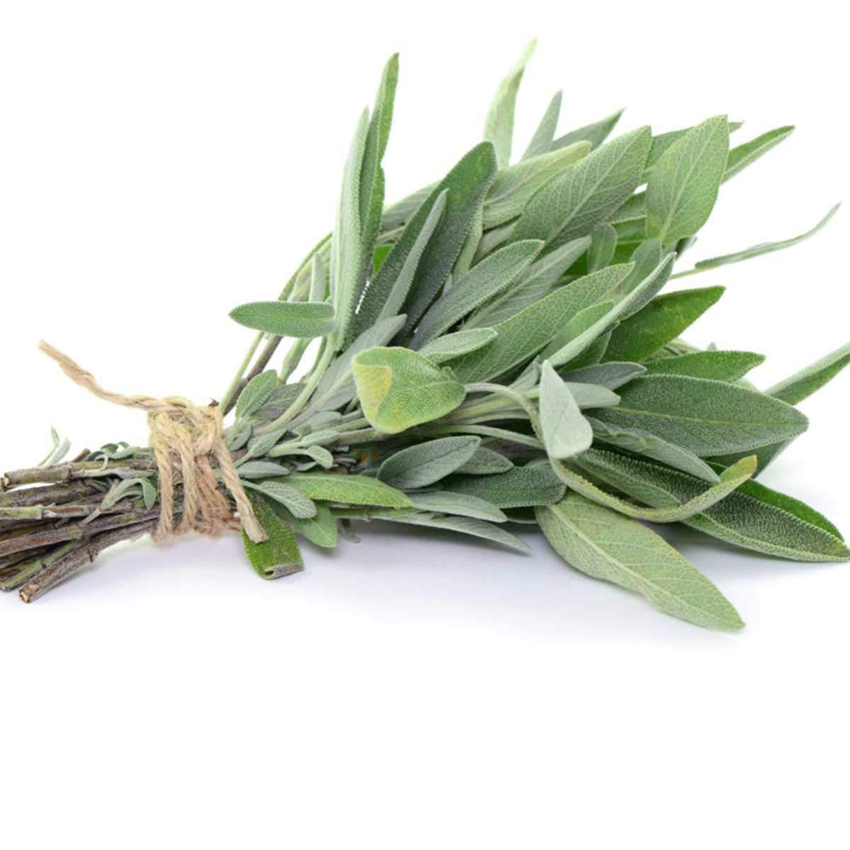Ghana Fresh Sage Leaves 40G-SurulereFoods