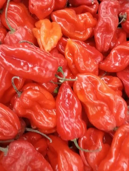 Fresh Scotch Bonnet chilies 0.15Kg-SurulereFoods