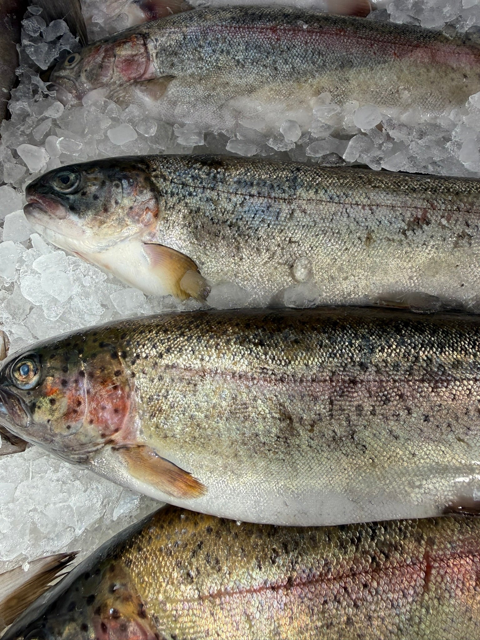 Several whole rainbow trout resting on crushed ice. The fish show natural silvery-gray scales with dark mottled spots and faint pink-red stripes along their sides.