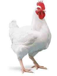 Broiler Chicken (Hard)