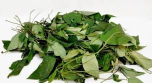 Pre Order Fresh Uziza Leaves Bunch