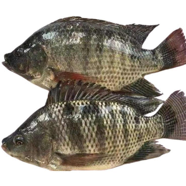 Gutted Scaled Tilapia 800-1000gm-SurulereFoods — Frozen Foods — Buy Online UK