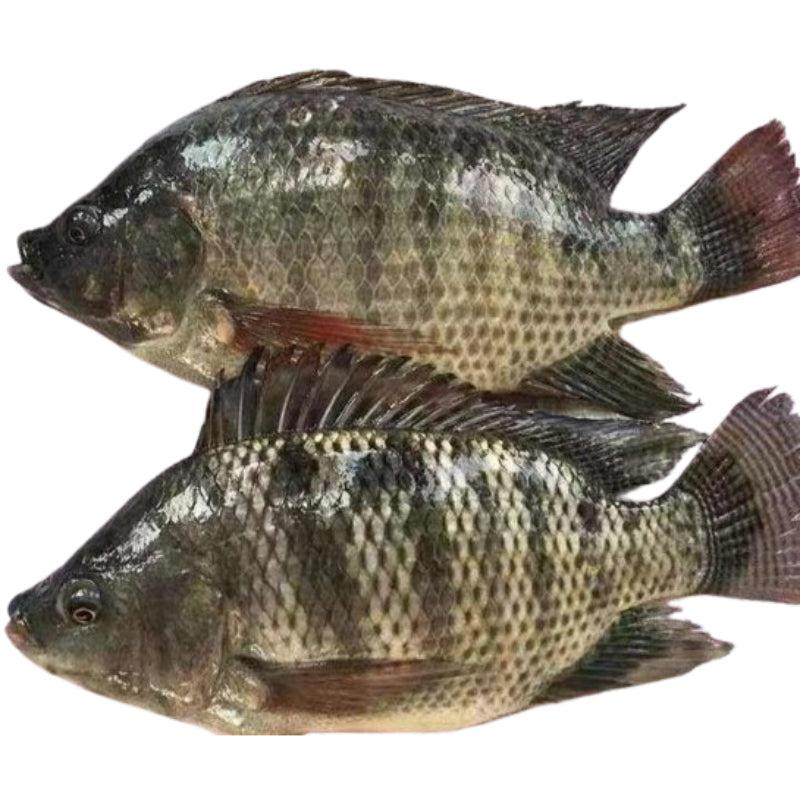 Gutted Scaled Tilapia 800-1000gm-SurulereFoods