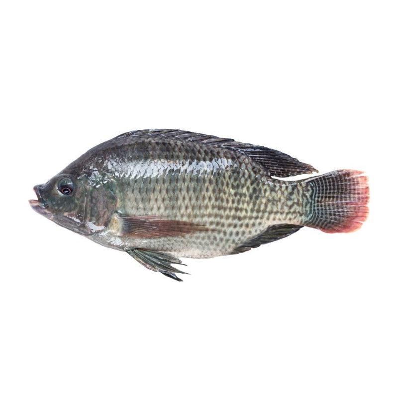 Head On Gutted Scaled Tilapia 300-500G-SurulereFoods