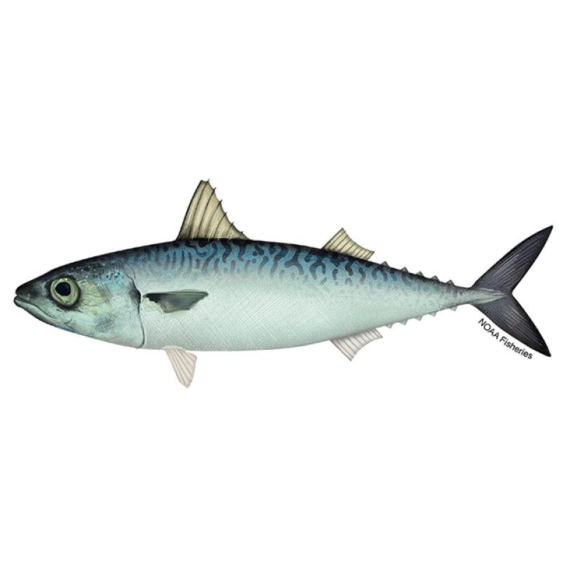 Mackerel-SurulereFoods