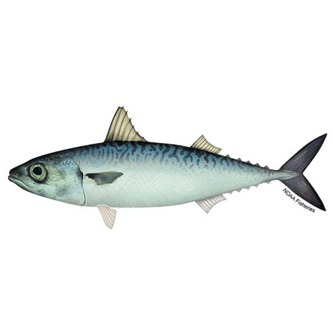 Mackerel-SurulereFoods