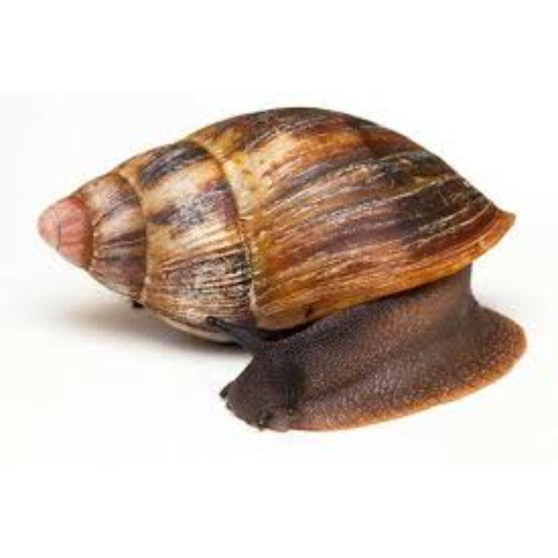 Snails Jumbo Size-SurulereFoods