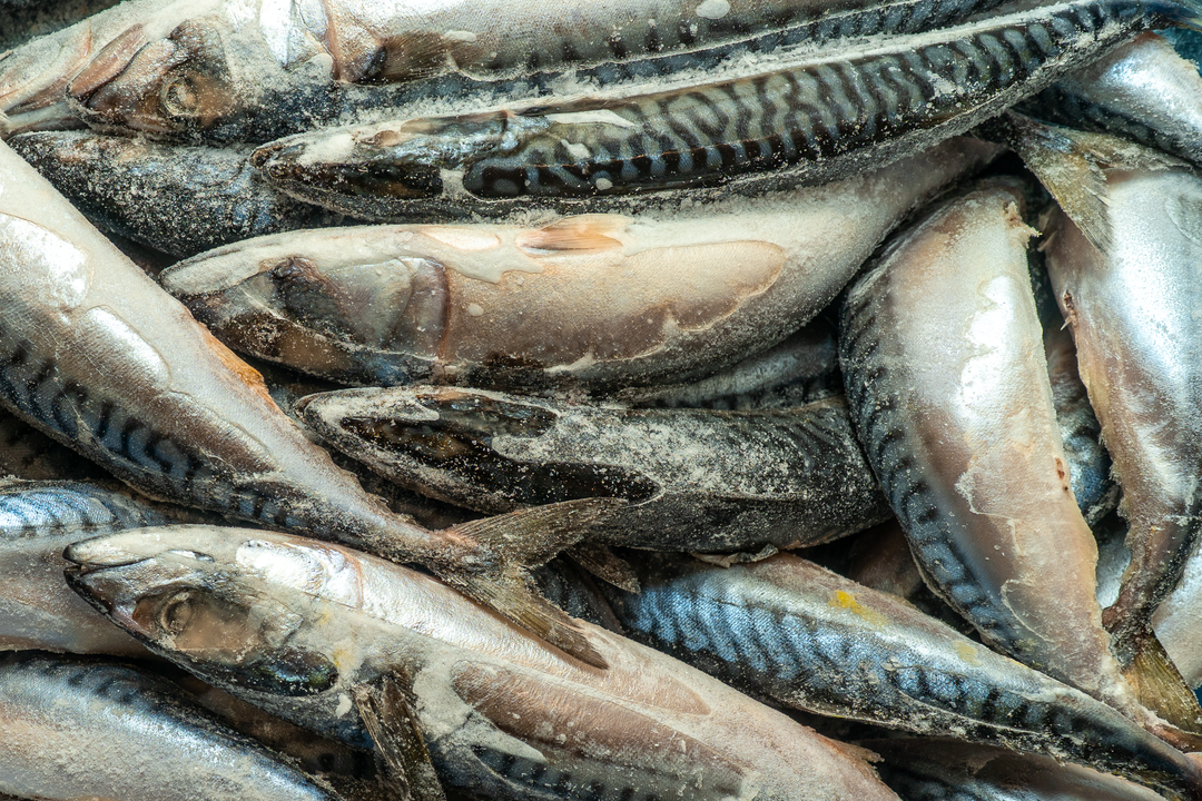 Frozen Fish