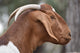 Australian Goat meat  Premium Goat Meat (Ogunfe / ewu)