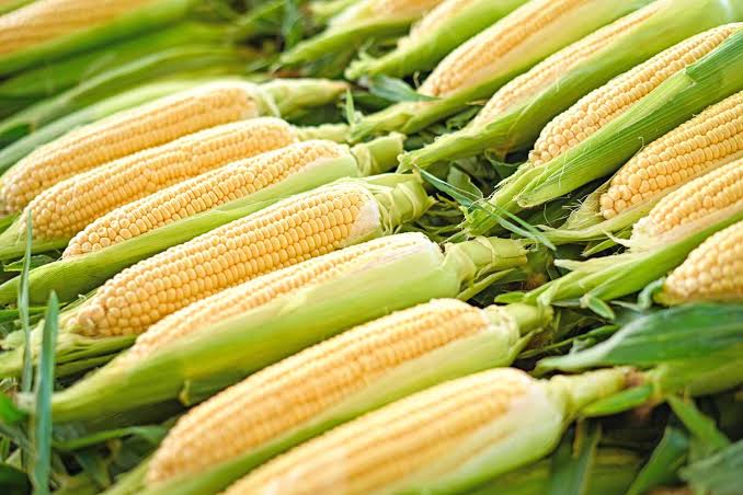 Fresh Sweet Corn Box X 30 pcs