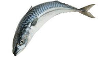 Box of Mackerel (200g to 400g)
