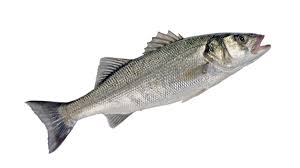 Premium Whole Sea Bass Large Box 10kg