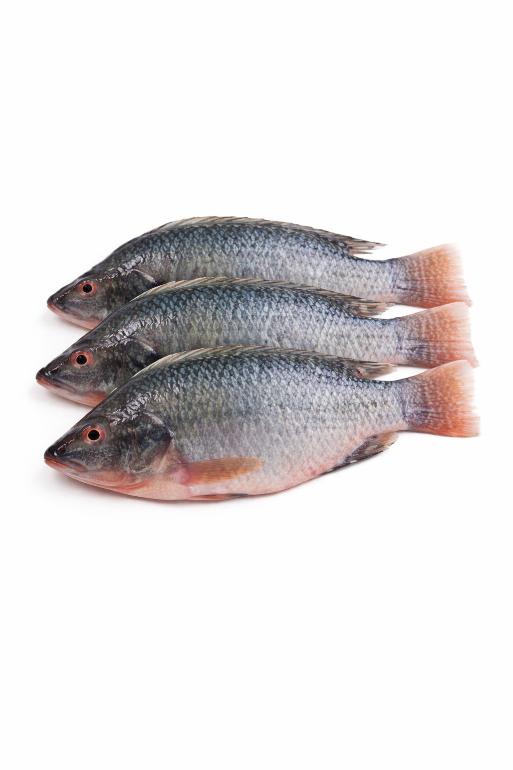 Frozen Tilapia 1kg (3 Cuts) – Premium Whole Fish Portions UK