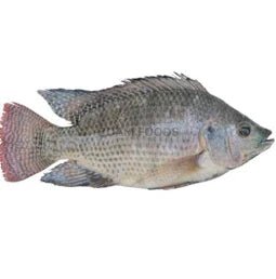 Frozen Tilapia 1kg - SurulereFoods