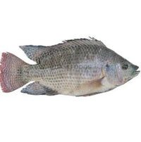 Frozen Tilapia 1kg - SurulereFoods