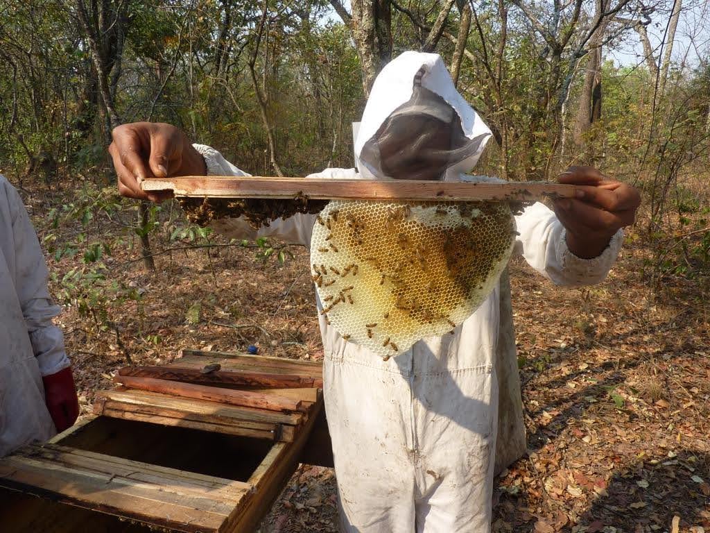 Mama Buci Zambian Honey Summer Harvest 340g - SurulereFoods