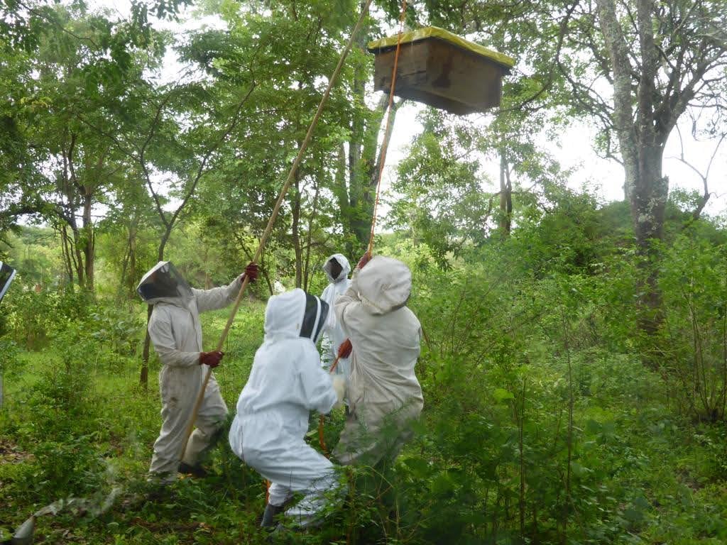 Mama Buci Zambian Honey winter Harvest 340g - SurulereFoods