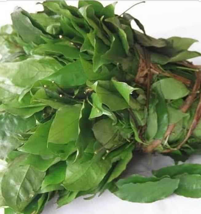 Okazi Leaf fresh - SurulereFoods