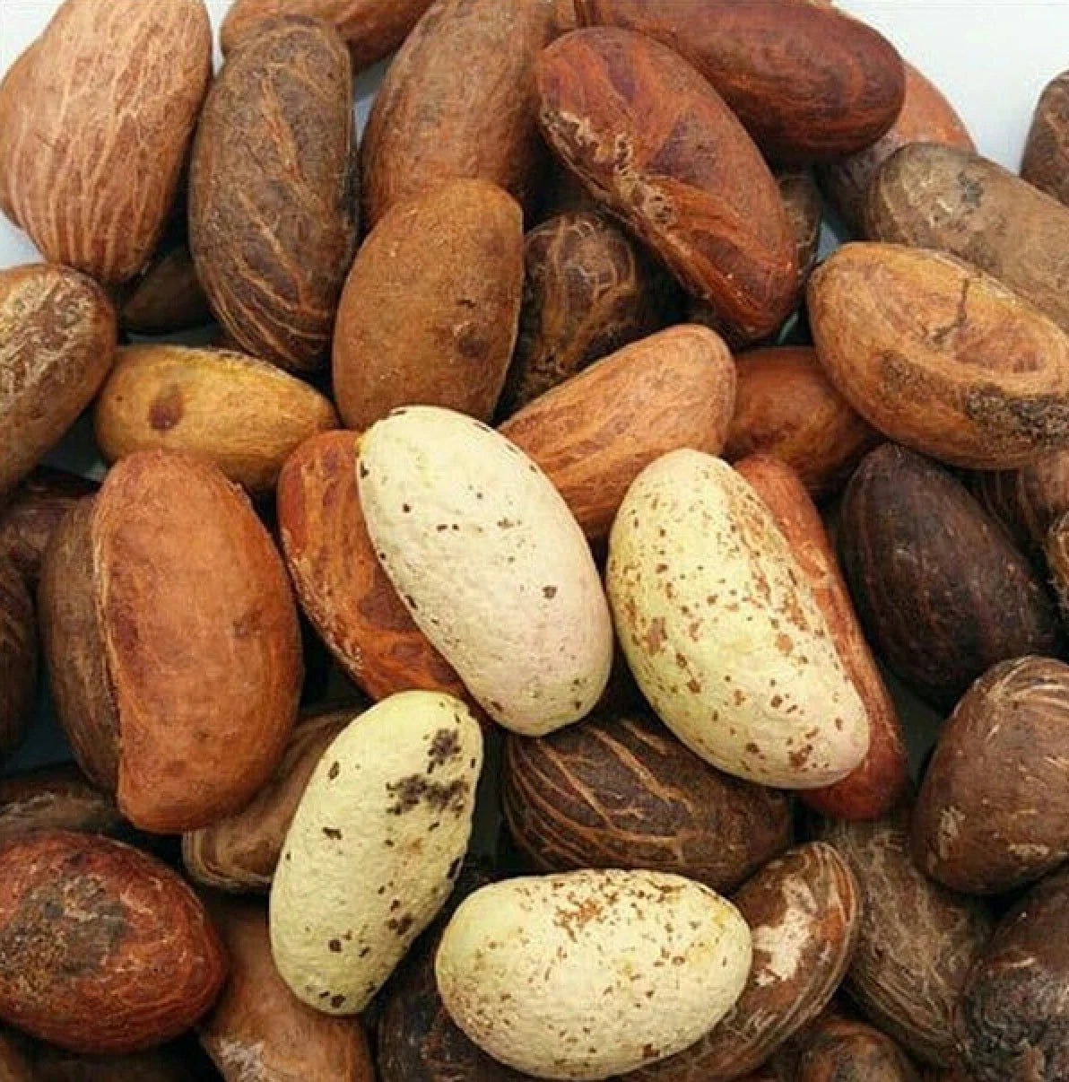Bitter Kola Orogbo - Garcinia Kola 100g