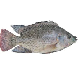 Frozen Tilapia 1kg